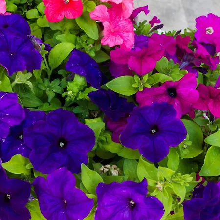 Alojamento de Acomodação e Pequeno-almoço Casa Titti Càbras